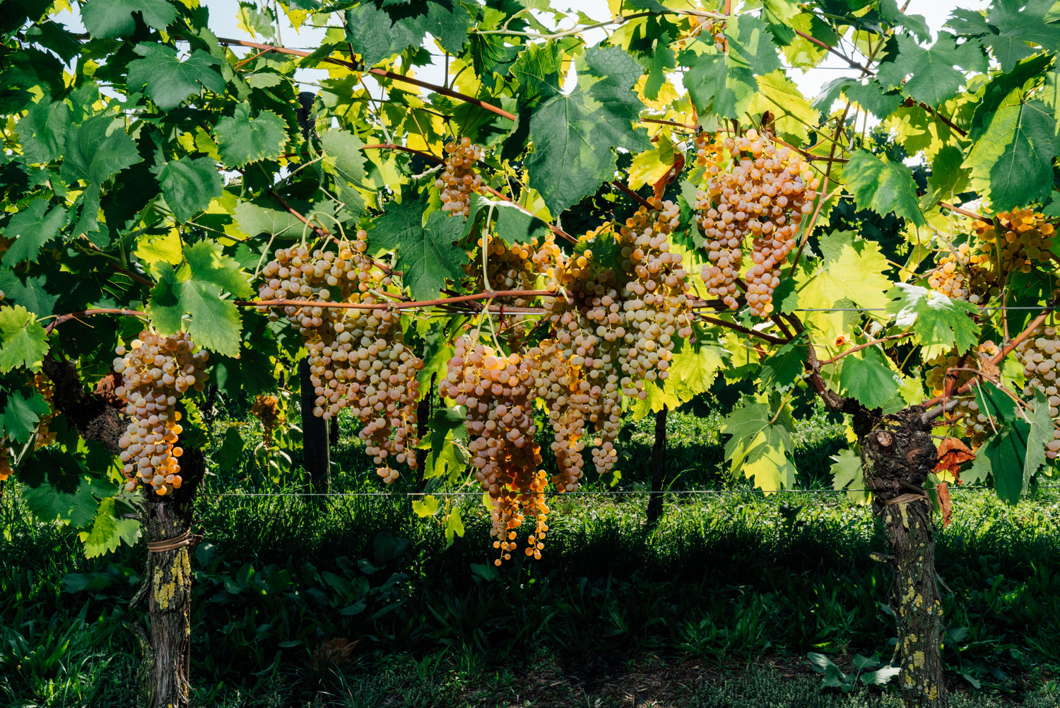 Cavazza grapes on the vine grapes